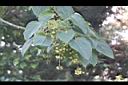 山桐子-雄花.jpg