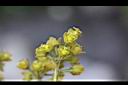 山桐子-雌花0.jpg