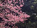 山櫻花-2-910218.jpg