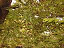 山櫻花3-子910331.jpg