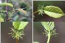 山櫻花-托葉.jpg