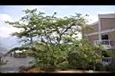 山櫻花-清境04.jpg