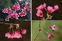 山櫻花-花1.jpg