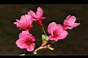 山櫻花-花10.JPG