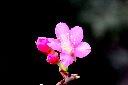 山櫻花-花42.jpg