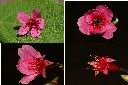 山櫻花-花蕊.jpg