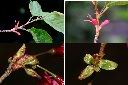山櫻花-苞片.jpg