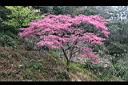 山櫻花-阿24.jpg