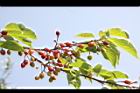 山櫻花-實55.jpg