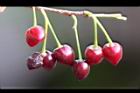山櫻花-實80.jpg