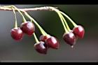 山櫻花-實81.jpg