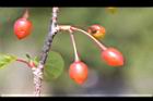 山櫻花-實83.jpg