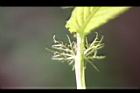 山櫻花-托葉04.jpg