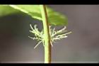 山櫻花-托葉05.jpg