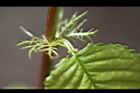 山櫻花-托葉06.jpg