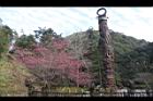 山櫻花-杉林溪00.JPG