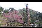 山櫻花-杉林溪01.JPG