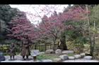 山櫻花-杉林溪02.JPG