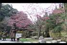 山櫻花-杉林溪03.JPG
