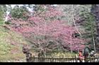 山櫻花-杉林溪04.JPG