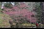 山櫻花-杉林溪05.JPG