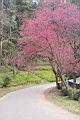 山櫻花-東勢00.JPG
