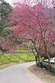 山櫻花-東勢02.JPG