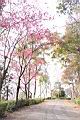 山櫻花-東勢03.JPG