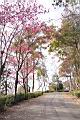 山櫻花-東勢04.JPG