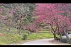 山櫻花-東勢05.JPG