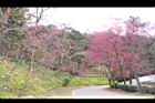 山櫻花-東勢06.JPG