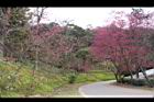 山櫻花-東勢07.JPG
