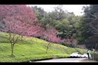 山櫻花-東勢08.JPG