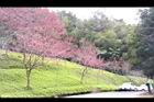 山櫻花-東勢09.JPG