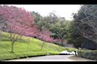 山櫻花-東勢10.JPG