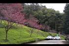 山櫻花-東勢12.JPG