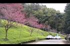 山櫻花-東勢13.JPG