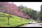 山櫻花-東勢14.JPG