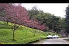 山櫻花-東勢15.JPG