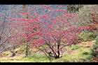 山櫻花-清境01.JPG