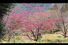 山櫻花-清境02.JPG