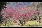 山櫻花-清境03.JPG