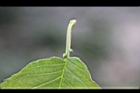 山櫻花-腺點3.jpg