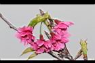 山櫻花-花-重18.JPG
