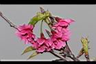 山櫻花-花-重19.JPG