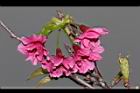 山櫻花-花-重20.JPG