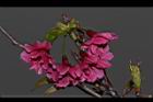 山櫻花-花-重21.JPG