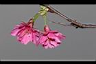 山櫻花-花-重22.JPG
