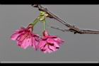 山櫻花-花-重23.JPG