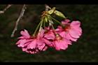 山櫻花-花-重26.JPG